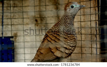 Spotted dove inside the cage