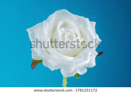 View of a rose flower in soda water with bubbles. Summer concept.