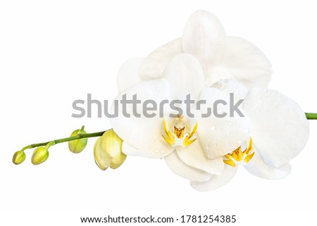Beautiful white phalaenopsis orchid flower, known as fluttering butterflies, against a white background.