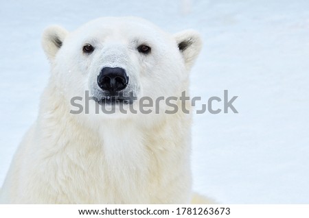 Portrait of a polar bear close up. Royalty-Free Stock Photo #1781263673
