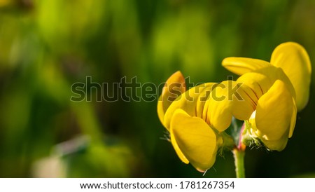Yellow blooming blower with warm green soft background.