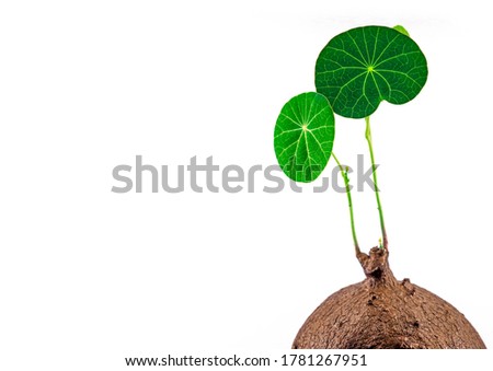 Sprouting or young leaves of plants with a white background