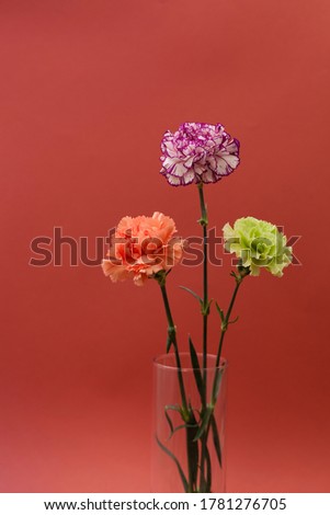 Vertical shot of three fresh pink, purple and green carnation flowers inside a glass jar on a red plain background with copy space. Floral dark colorful design backgrounds. 