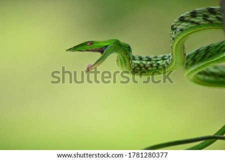 COMMON-VINE-SNAKE Stock Photos and Images - Avopix.com