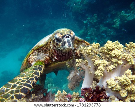 Sea turtles. Large reef turtle Bissa on the reefs of the Red Sea.
