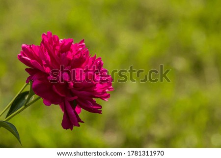 Close-up of purple peonies blooming. Pink peony flowers in summer. Large flowers and buds on a green background. Copy the space for the text.
