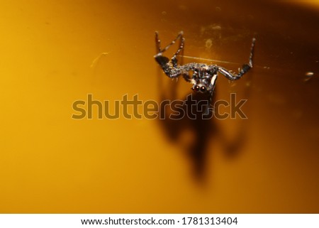 A small spider on a yellow background
