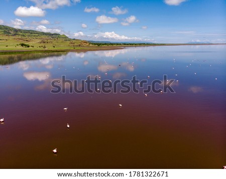 Aerial Shot. A flock of lesser flamingos sitting ob the Salt Red Water of Lake Natron. Tanzania