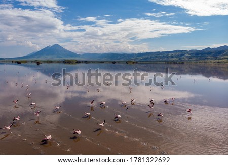 Aerial Shot. A flock of lesser flamingos Flying Above Brown Salt Water of Lake Natron with Ol Doinyo Lengai Volcano on Background. Tanzania, East Africa Royalty-Free Stock Photo #1781322692