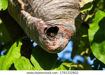 wasp nest made by wasps on a tree in the garden, close up of a hive of wild wasp insects in the summer season