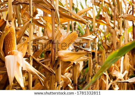 agricultural field where corn is grown, corn is ripe, cobs with seeds, but began to become covered with mold and fungus, lost crop, close up Royalty-Free Stock Photo #1781332811