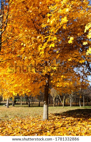 autumn nature with colorful trees that change the color of the foliage