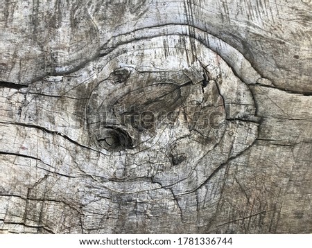 Grey old wood texture. Close up photo.