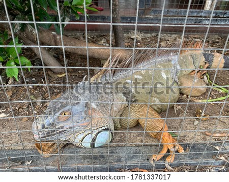 Green iguana is a reptile that has the Latin name Iguana Iguana with the order Squamata