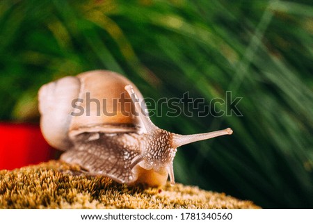 A snail on yellow moss. Green background.