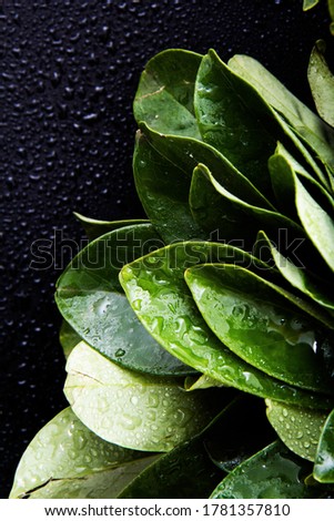Water drops on fresh green leaves of plants with black background ..