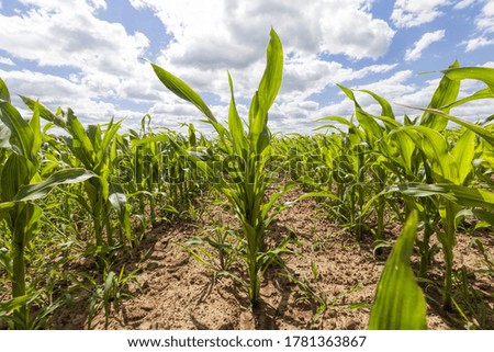 agricultural field with planted corn, farming and growing a new crop