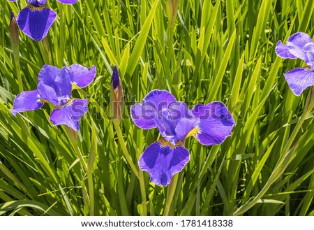 Delicate purple iris flowers with green grass in background