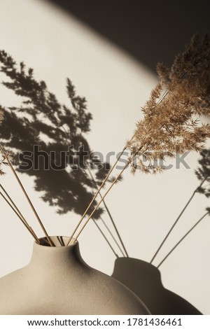 Dry pampas grass / reed in stylish vase. Shadows on the wall. Silhouette in sun light. Minimal interior decoration concept.