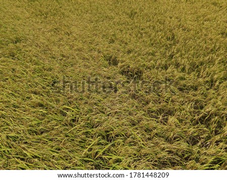 Rice field, high angle view, rice