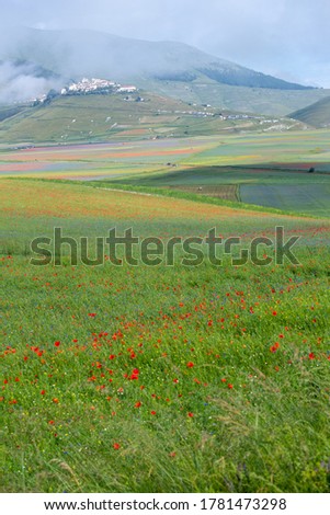 lentil fiorityre poppies and cornflowers national park sibillini mountains castelluccio italy europe