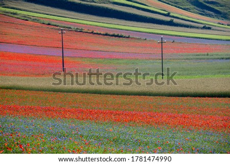 lentil fiorityre poppies and cornflowers national park sibillini mountains castelluccio italy europe