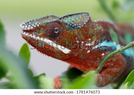 Adult male Ambilobe Panther Chameleon (Furcifer pardalis)