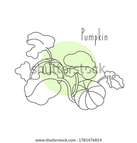 vector illustration plant pumpkin hand line contour and text on a white background