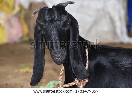Black color goat closeup face picture.