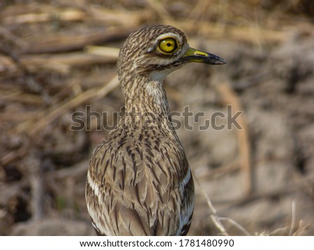 The Dikkop or Thick-knee is a bird that will mesmerise its viewer at the first sight itself. It definitely proves that colours don't affect a bird's beauty, its the viewer's perspective. 