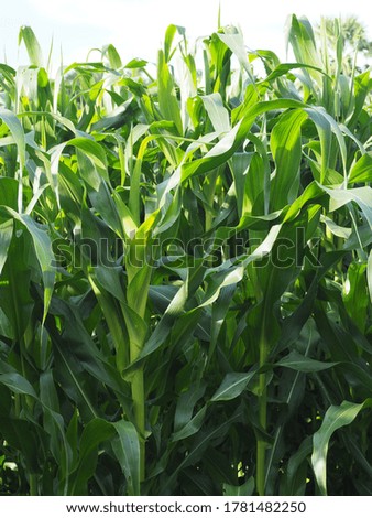 A photo of corn or maize trees. 