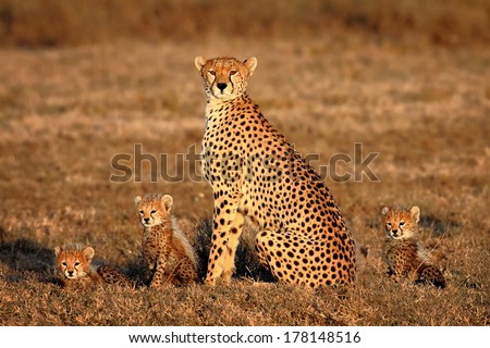 cheetah mother and cubs portrait