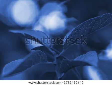 Unusual leaves on a background of sparkling bokeh. High quality photo