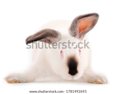 White rabbit isolated on a white background.