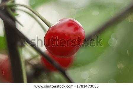 A large ripe cherry is hanging on a branch. High quality photo