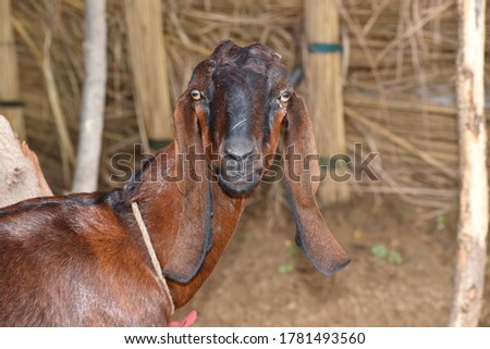 Brown color goat closeup face picture.