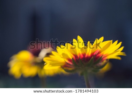Flower with bright yellow petals on a dark blue background. High quality photo