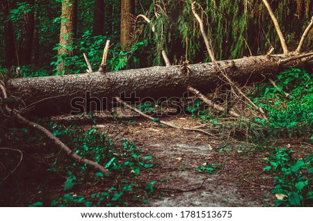 large fallen spruce tree is lying on a path in the forest. Beautiful background of nature, forests