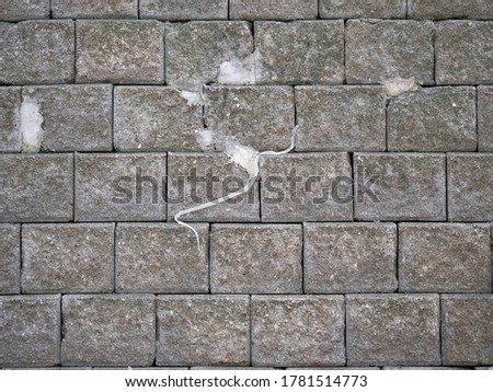 Snake carcass molting on concrete blocks wall background 
