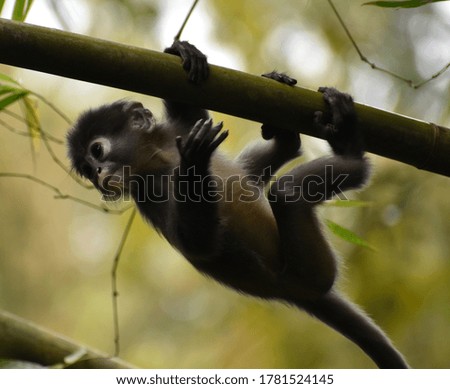 Baby macaque monkey climbing on bamboo in the jungle