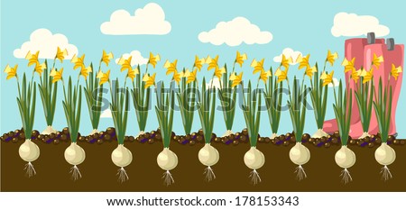 daffodils with bulbs and editable vector in nineteenth-century style