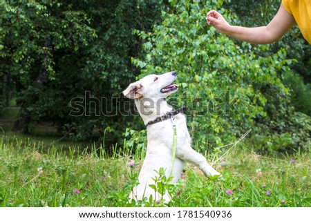 Cynologist trains his dog on outdoor. White dog stands on two paw