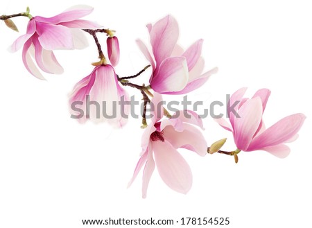 Beautiful pink spring magnolia flowers on a tree branch isolated on white Royalty-Free Stock Photo #178154525