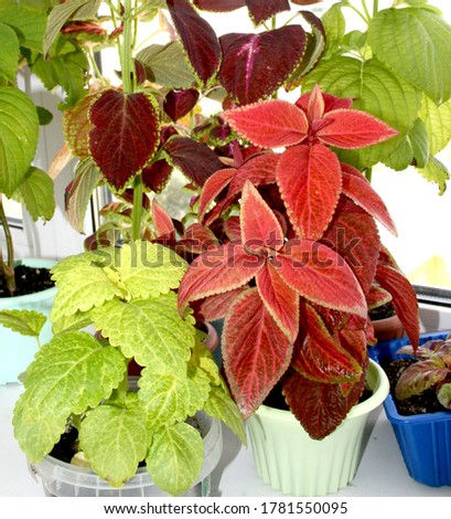 Coleus plant. A mixture of colors. Colorful leaves. Different varieties of coleus.  Assortment of potted house plants. An ornamental plant with. Burgundy-green leaves of coleus close-up.