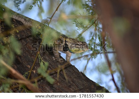 Large lizard sitting in tree with leaves