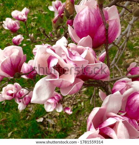 Tulip tree pink blooms spring