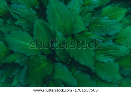 Relaxing summer garden natural green leaves background, top view, toned