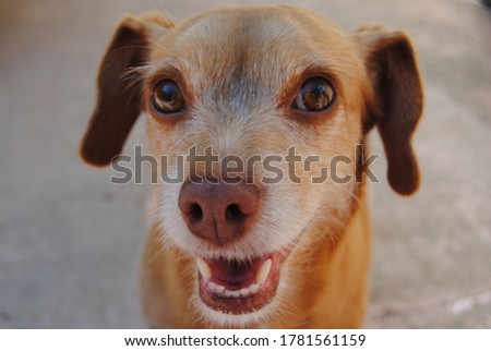 a close up of a little brown dog smiling