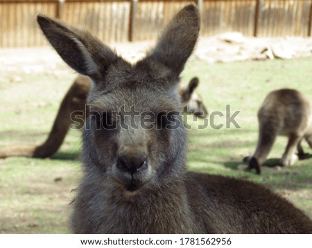 close up cute kangaroo at australia