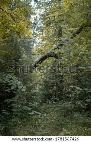 mixed forest with dense undergrowth and fallen tree